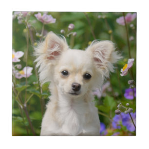 Cute longhair crème Chihuahua Dog Puppy Pet Photo Tegeltje
