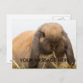 Cute lop oortbunny briefkaart (Voorkant / Achterkant)