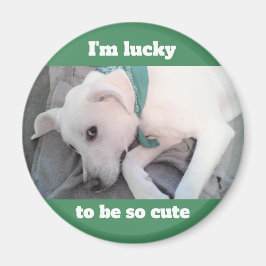 Cute Lucky White Dog met Green Scarf Magnet Magneet