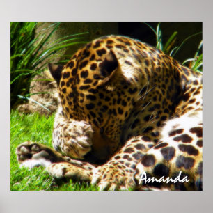 Cute Luipaard Dieren Fotografie Kunst aan de Wand Poster