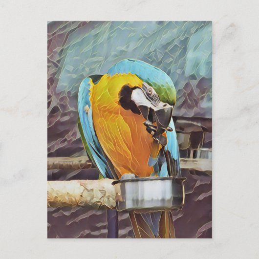 CUTE MACAW BRIEFKAART (Voorkant)