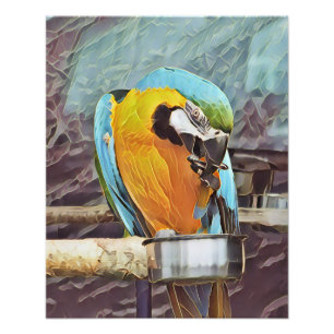 CUTE MACAW FOTO AFDRUK