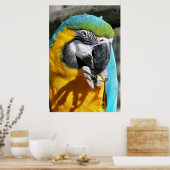 CUTE MACAW POSTER (Keuken)