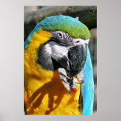 CUTE MACAW POSTER (Voorkant)