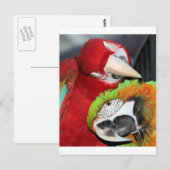 Cute macaws briefkaart (Voorkant / Achterkant)