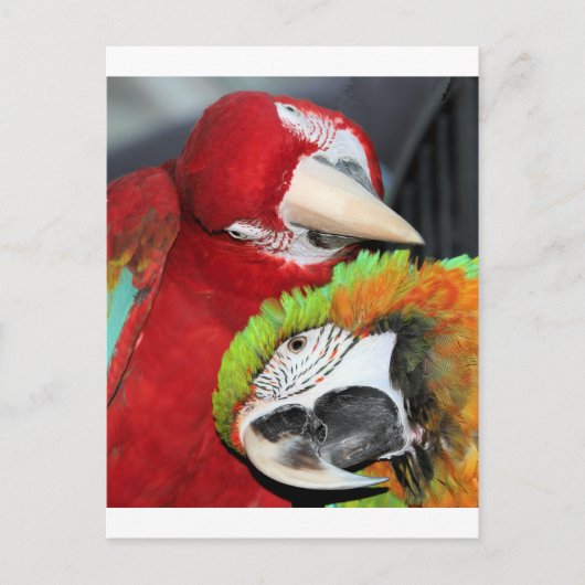 Cute macaws briefkaart (Voorkant)