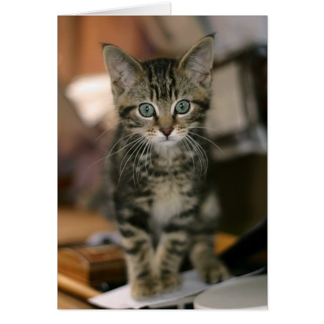 Cute Maine Coon Brown Tabby Kitten, Cat (Voorkant)