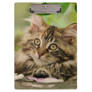 Cute Maine Coon Cat Kitten Photo Portret - op Klembord