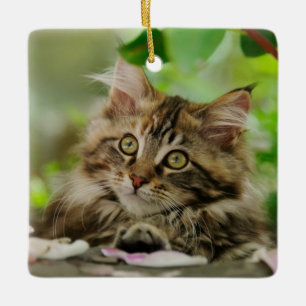 Cute Maine Coon Cat Kitten Portret - porcelein Keramisch Ornament