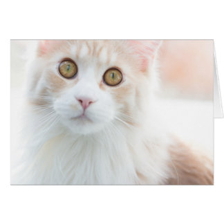 Cute Maine Coon chaton