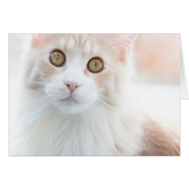 Cute Maine Coon chaton (Devant horizontal)