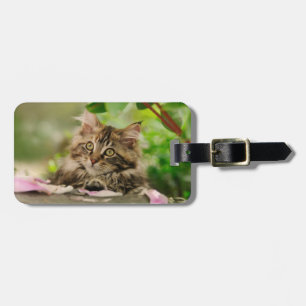 Cute Maine Coon kitten Bagagelabel