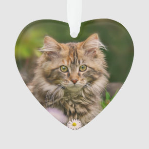 Cute Maine Coon Kitten Cat in a Flower Meadow Ornament