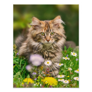 Cute Maine Coon Kitten Cat in a Flowery Meadow - Foto Afdruk