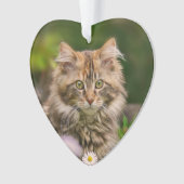Cute Maine Coon Kitten Chat dans une prairie fleur (devant)