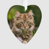 Cute Maine Coon Kitten Chat dans une prairie fleur (devant)