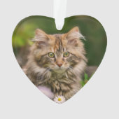 Cute Maine Coon Kitten Chat dans une prairie fleur (dos)