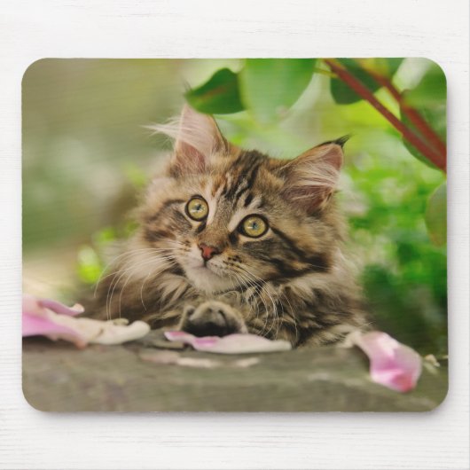 Cute Maine Coon kitten Muismat (Voorkant)