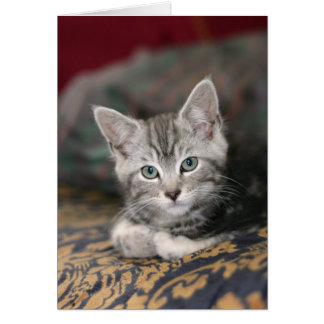 Cute Maine Coon Silver Tabby Kitten, Cat