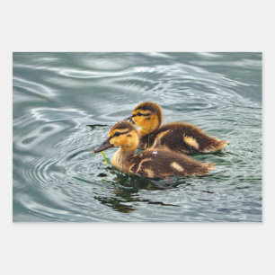 Cute Mallard Ducklings Photo Inpakpapier Vel