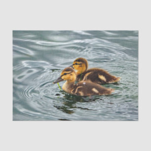 Cute Mallard Ducklings Photo Tissuepapier