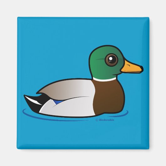 Cute Mallard Male Magneet (Voorkant)