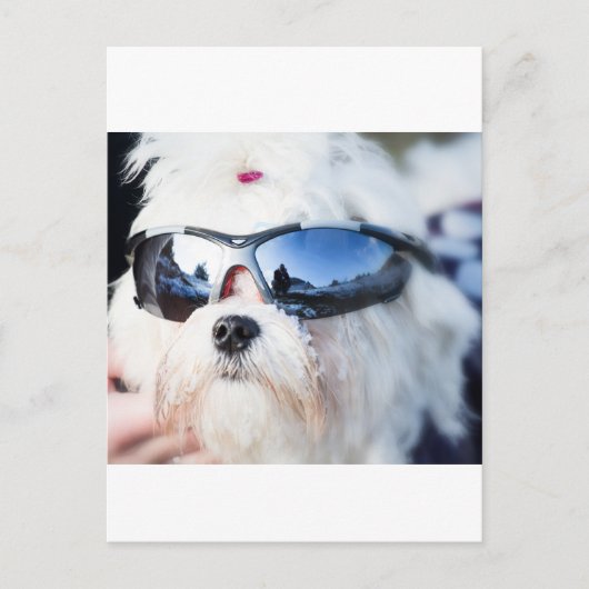 Cute Maltese Dog Briefkaart (Voorkant)