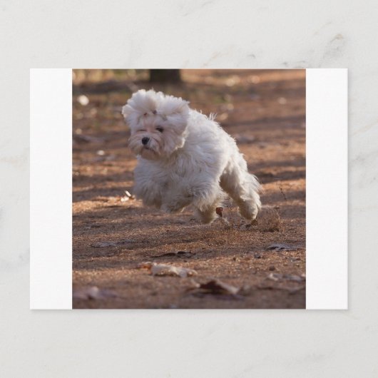 Cute Maltese Dog Briefkaart (Voorkant)