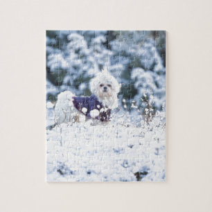 Cute Maltese Dog Legpuzzel