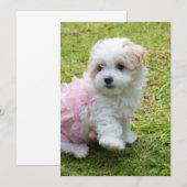 Cute Maltese poodle Invitation Card Kaart (Voorkant / Achterkant)