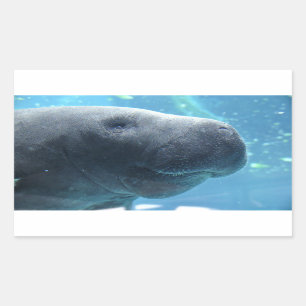 Cute Manatee Peking naar jou toe Rechthoekige Sticker