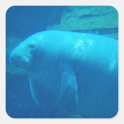 Cute Manatee Vierkante Sticker (Voorkant)