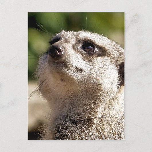 CUTE MEERKAT BRIEFKAART (Voorkant)