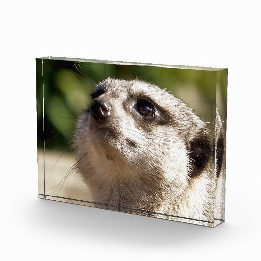 CUTE MEERKAT FOTOBLOKKEN (Rechts)