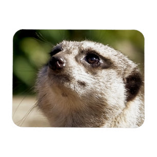 CUTE MEERKAT MAGNEET