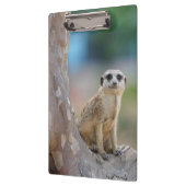 Cute Meerkat Sat on Tree Klembord (Links)