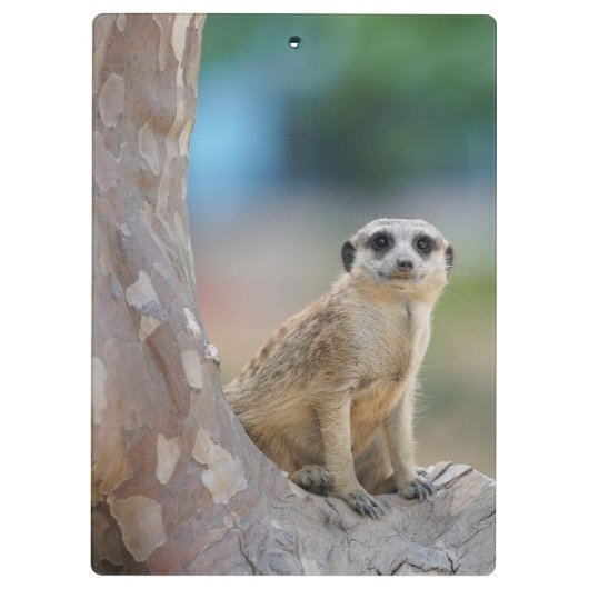 Cute Meerkat Sat on Tree Klembord (Achterkant)