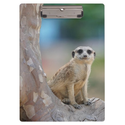 Cute Meerkat Sat on Tree Klembord (Voorkant)
