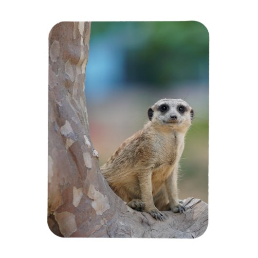 Cute Meerkat Sat on Tree Magneet (Verticaal)