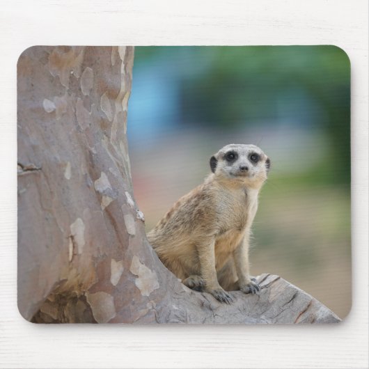 Cute Meerkat Sat on Tree Muismat (Voorkant)