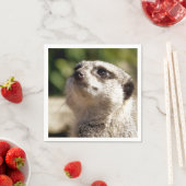 CUTE MEERKAT SERVET (Insitu)