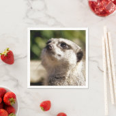 CUTE MEERKAT SERVET (Insitu)