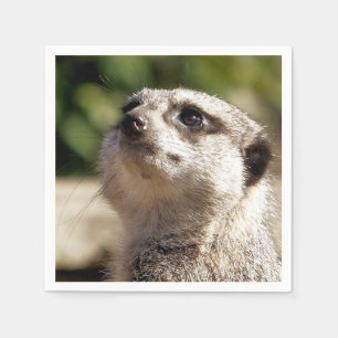 CUTE MEERKAT SERVET