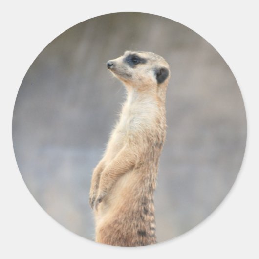 Cute Meerkat Sticker (Voorkant)