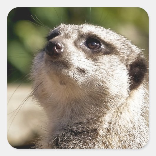 CUTE MEERKAT VIERKANTE STICKER (Voorkant)