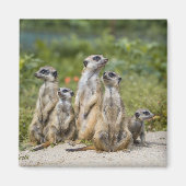 Cute Meerkats Magneet (Voorkant)