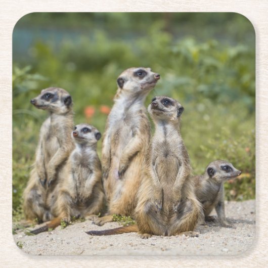 Cute Meerkats Vierkante Kartonnen Onderzetter (Voorkant)