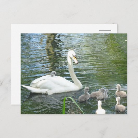 Cute Mère Swan & Baby do-it-yourself Carte postale (Devant / Derrière)