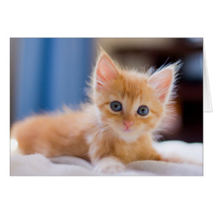 Cute met blauwe ogen