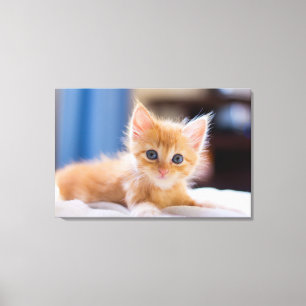 Cute met blauwe ogen canvas afdruk